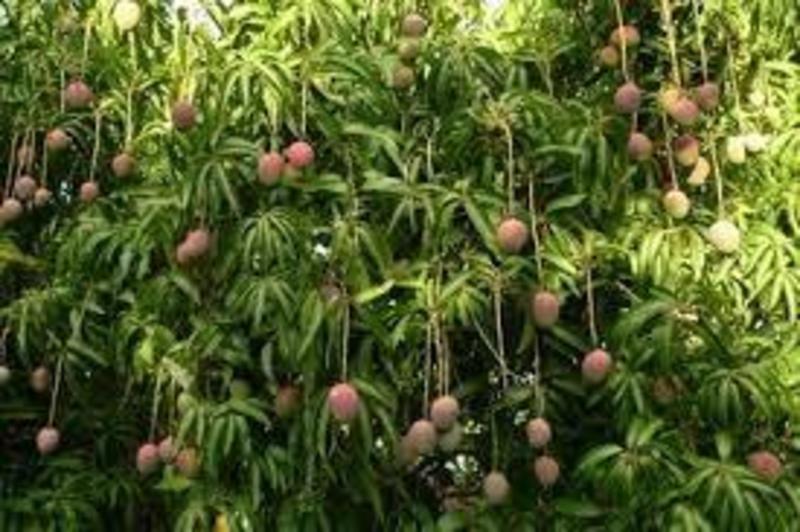 essay on my favourite mango tree essay on my favourite mango tree