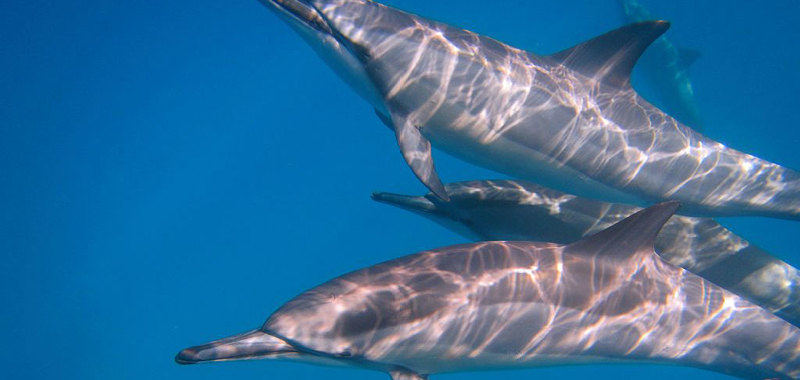 Hawaii dolphin spirit house 27
