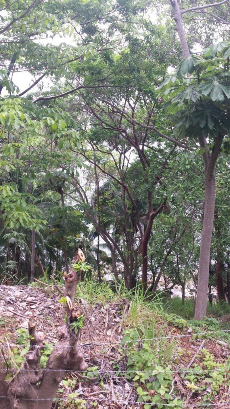 Lt5 Mz1 Z1 Carr Barra De Navidad, Lote Boca De Tomatlan, Puerto Vallarta, Ja